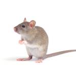 RIP Rodent Control Hobart Profile Picture