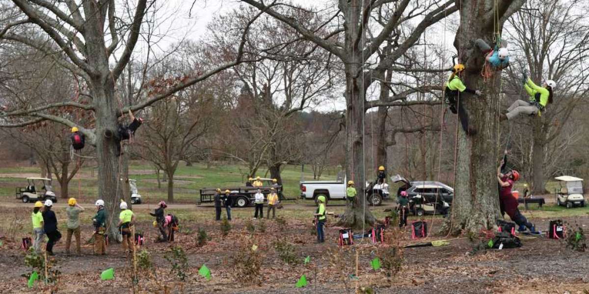 Why Arborists Are Key to Successful Tree Planting?
