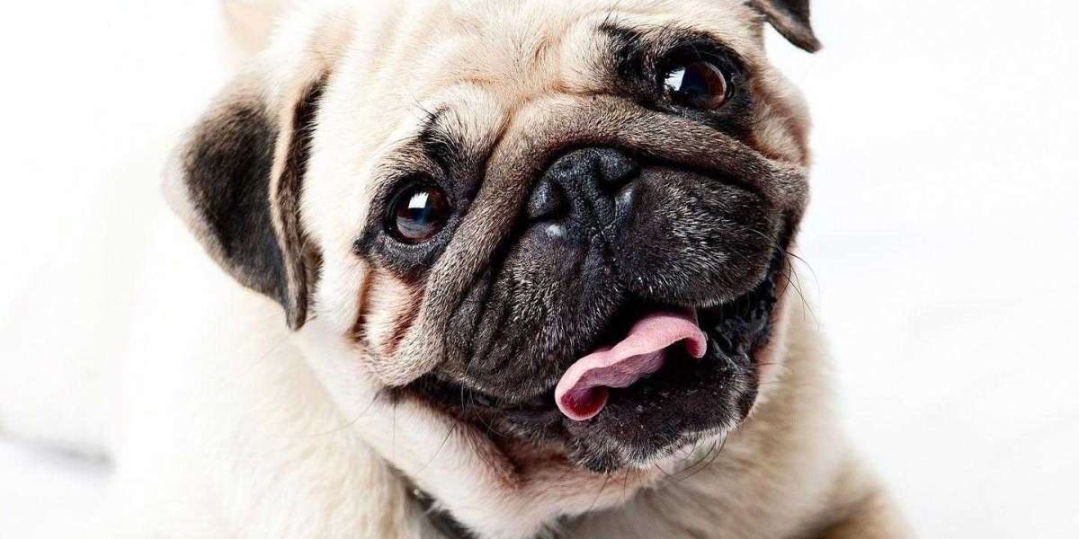 dorable Elegance: Pug-Inspired Jewelry for Dog Lovers