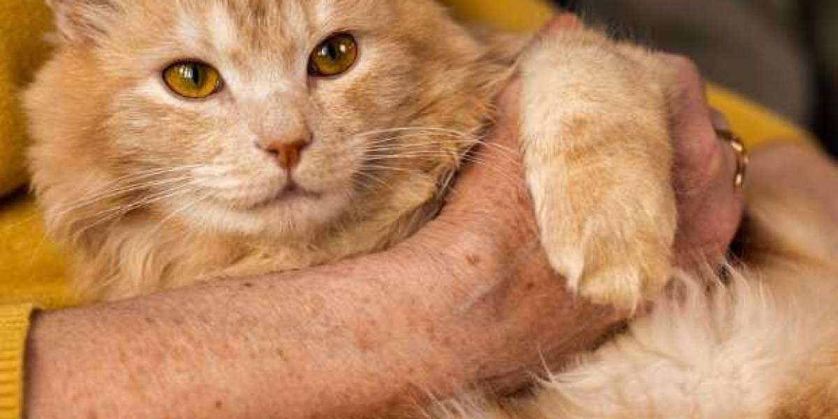 From Tiny Furball to Majestic Cat: Purina One's Journey to Feline Wellness