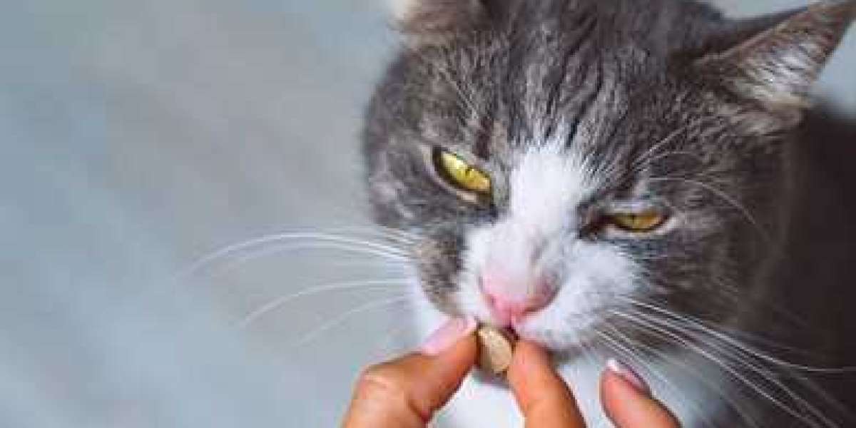 The Essential Guide to Cat Supplements: Boosting Your Cat's Health
