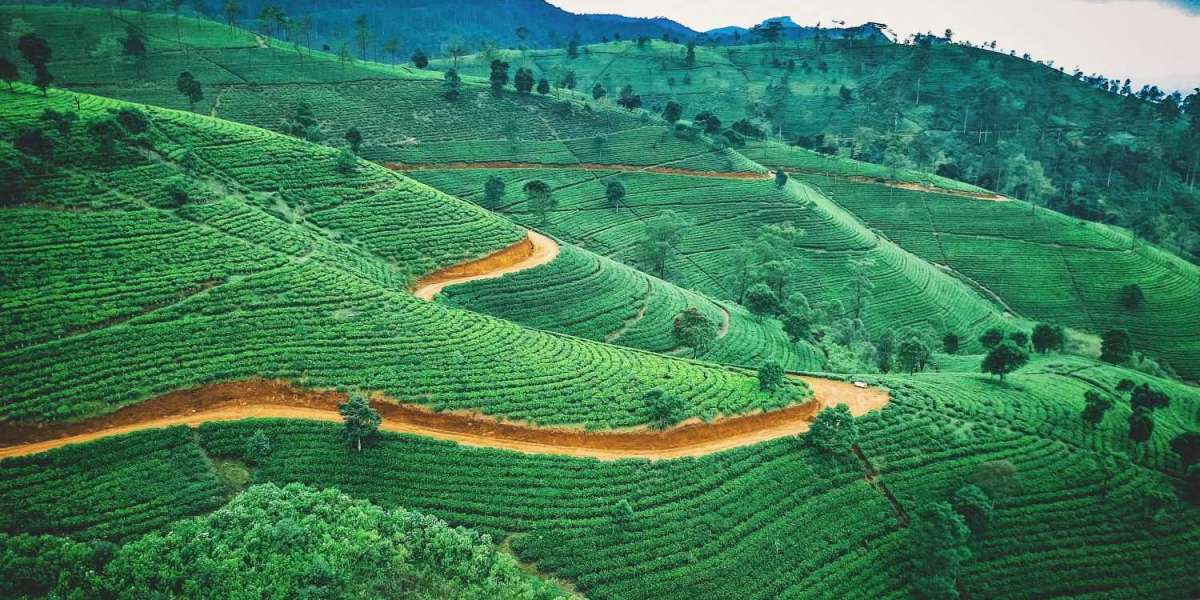 Sri Lanka Travel: From Beaches to Mountains, a Journey of Diverse Landscapes