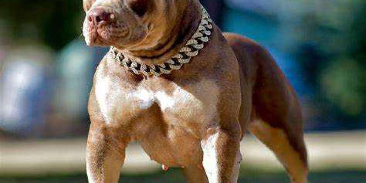 How to Identify the Best American Bully Kennel for Your New Companion