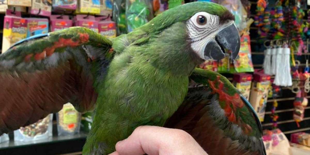 Discovering Delightful Companions: Hahns Macaws for Sale