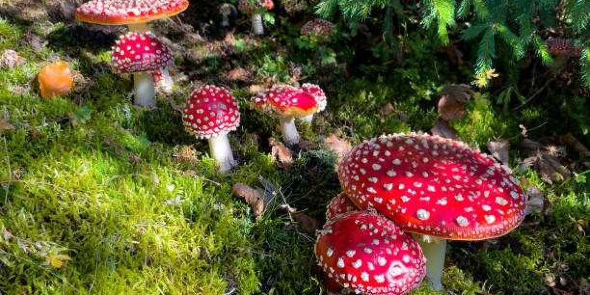 The Science and Spirituality of Magic Mushrooms