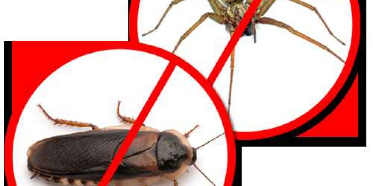 Quality and Affordable Pest Control for San Antonio Homes