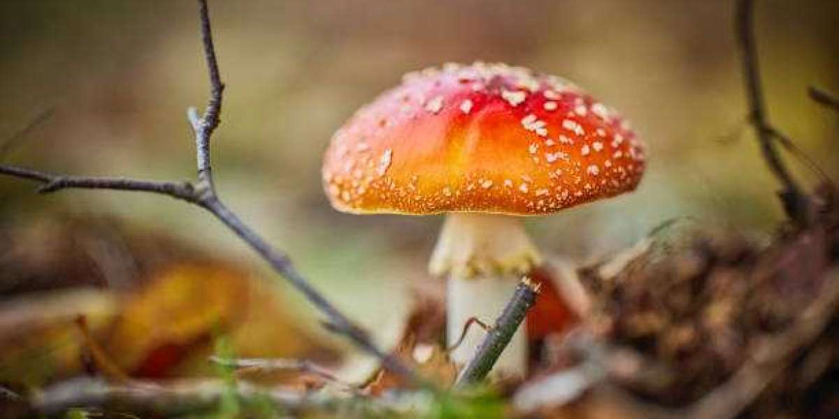 The Role of Set and Setting in Psychedelic Therapy with Magic Mushrooms