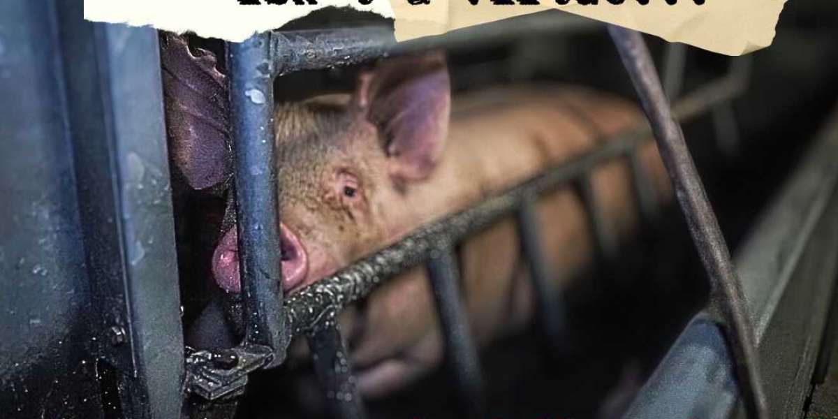 Exposing the Reality of Animal Cruelty in Factory Farms
