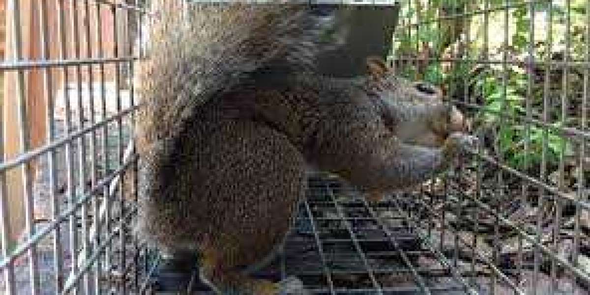 Managing Squirrel Populations: Strategies for Effective Control