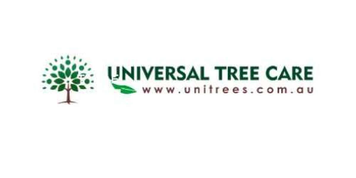 Expert Tree Trimming Services Enhance Your Landscape