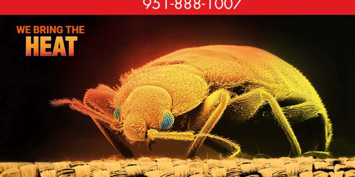 Top Treatment Bed Bug Exterminator Palm Springs